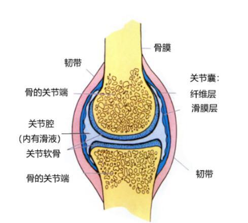 根据关节结构图我们可知,关节处的骨骼是有关节软骨包裹保护的,而骨骼