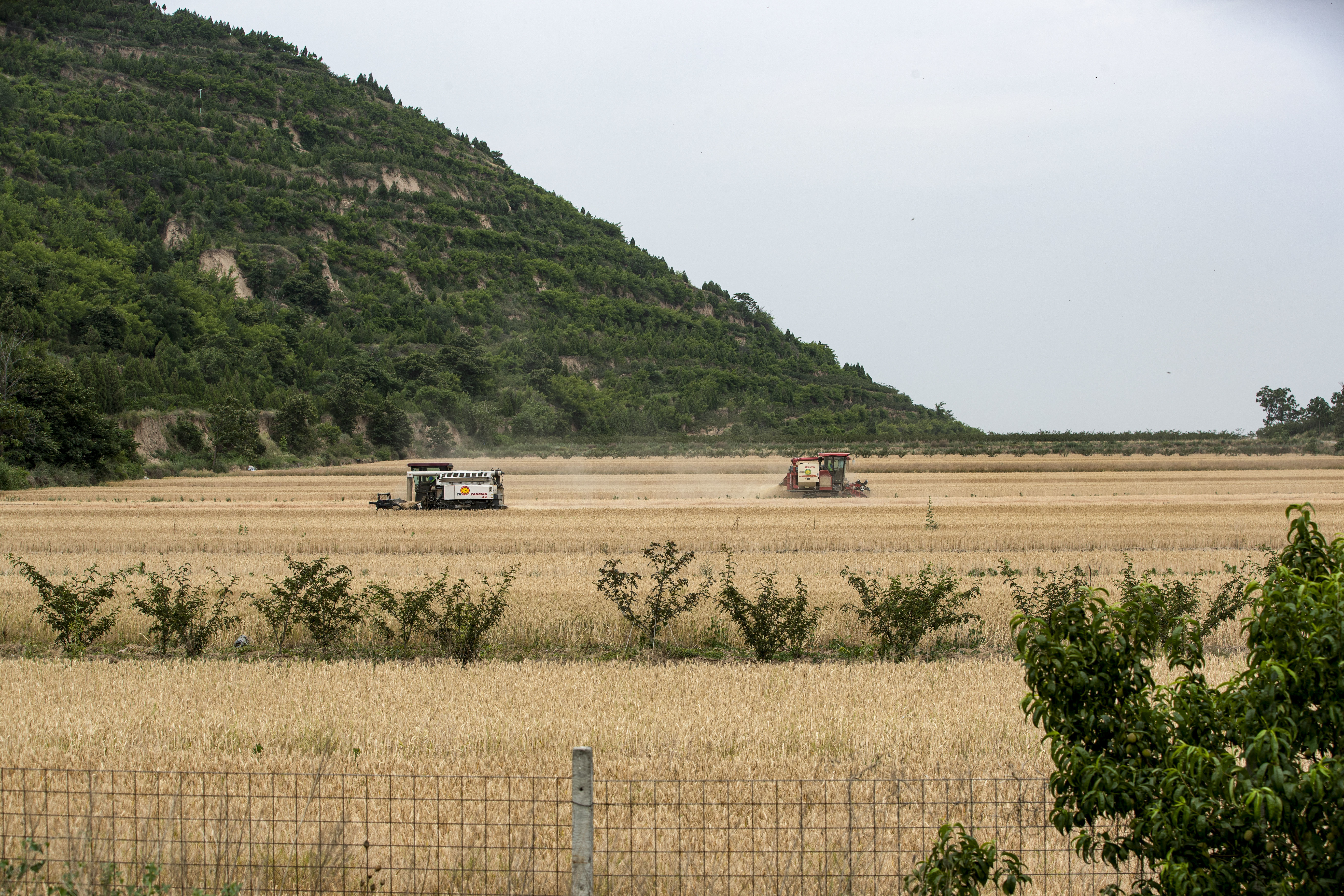 陕西潼关：“关中第一镰”正式“开镰”