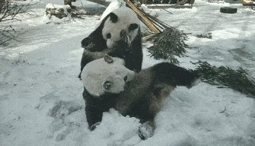 为什么野生大熊猫只在中国生存，它们可能迁徙到别的国家吗？