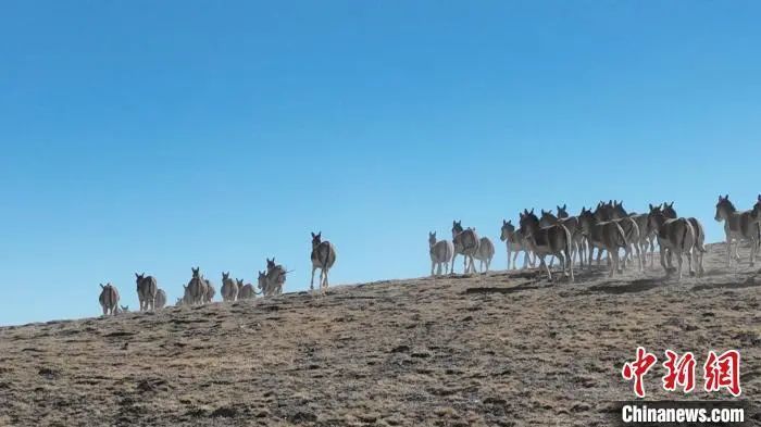 图为一群西藏野驴在奔跑 武雪峰 摄