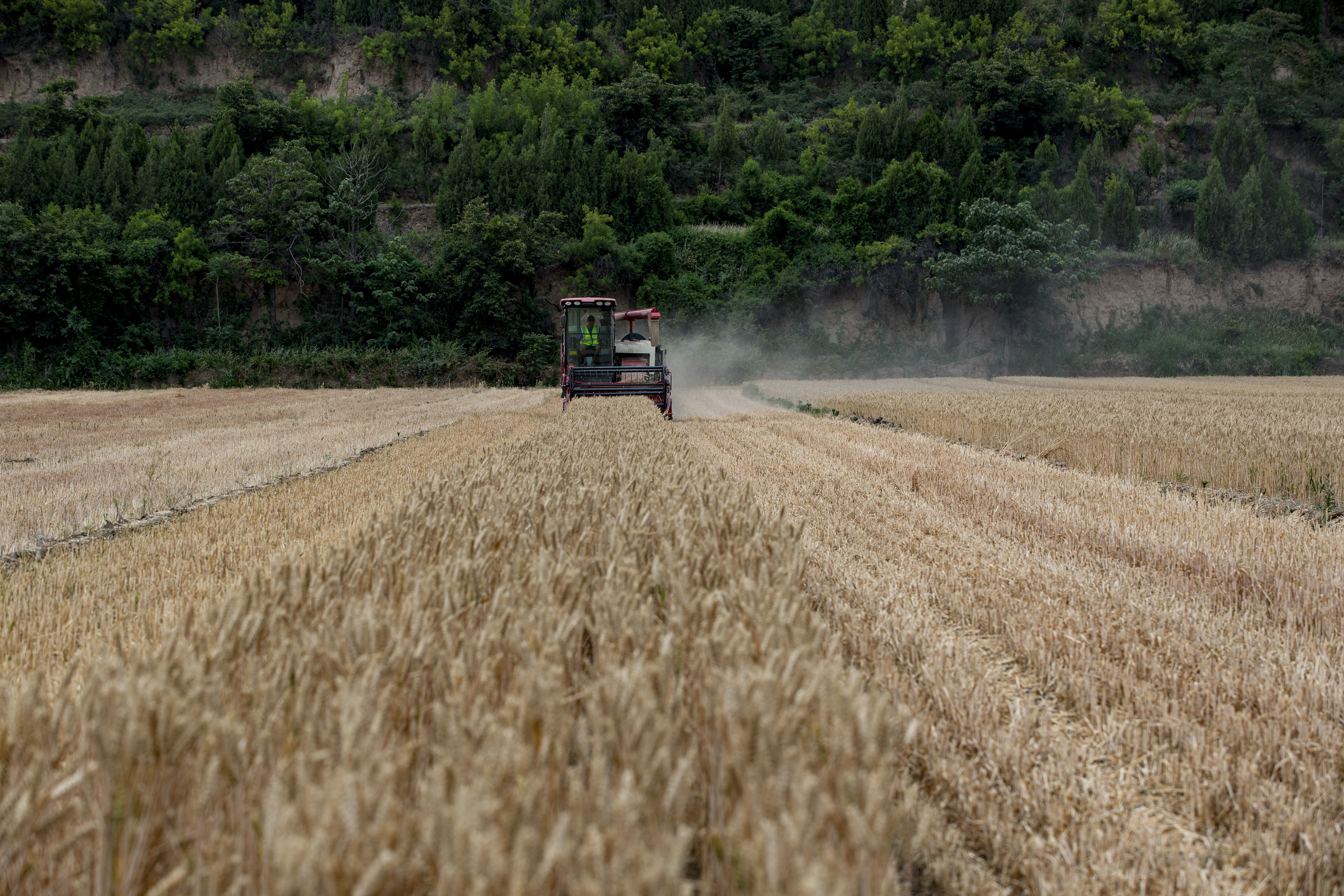 陕西潼关：“关中第一镰”正式“开镰”