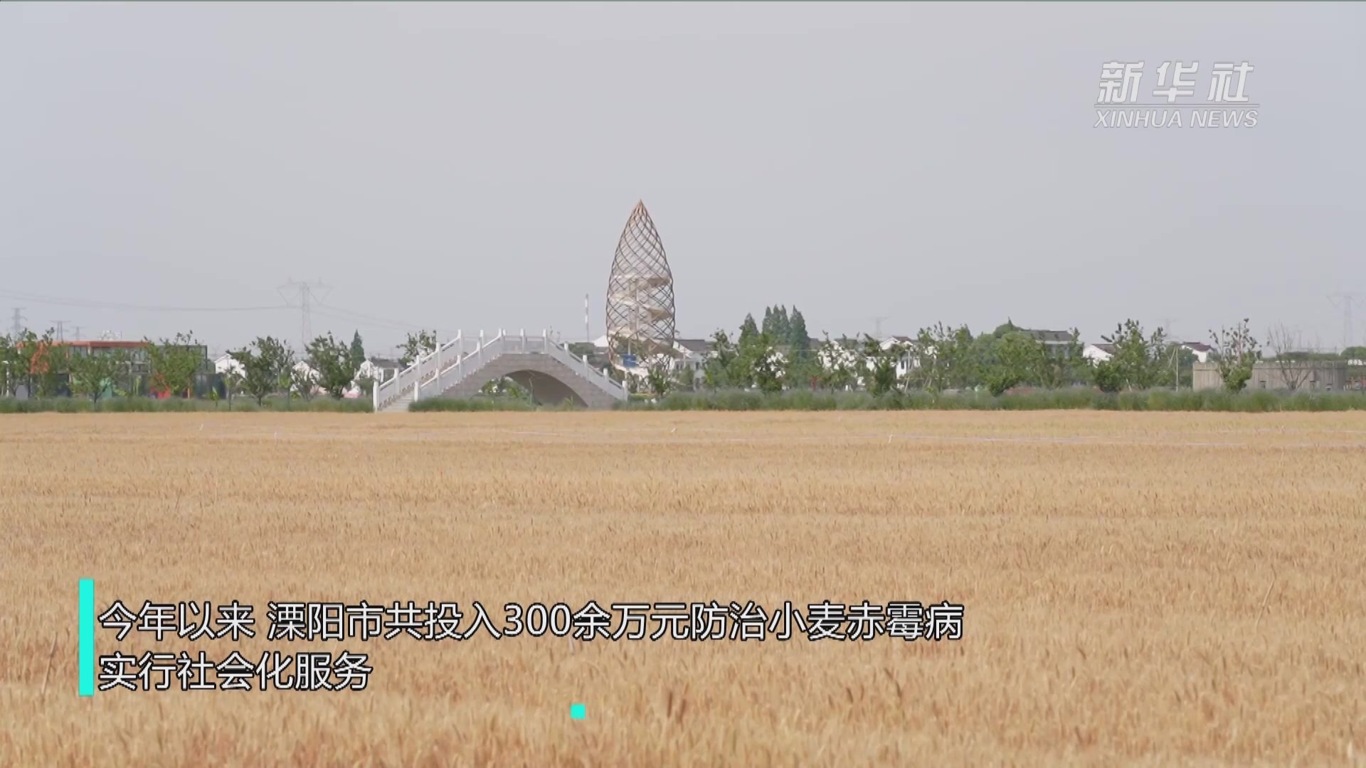 江苏溧阳：29万亩小麦正式开镰收割_凤凰网视频_凤凰网