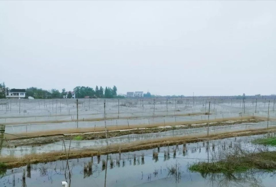 大美草坪 产业兴旺活水来