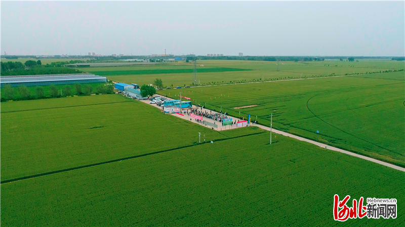近日，衡水市景县志清合作社衡麦系列节水小麦新品种示范基地，灌浆期小麦长势良好。河北日报通讯员闵根摄