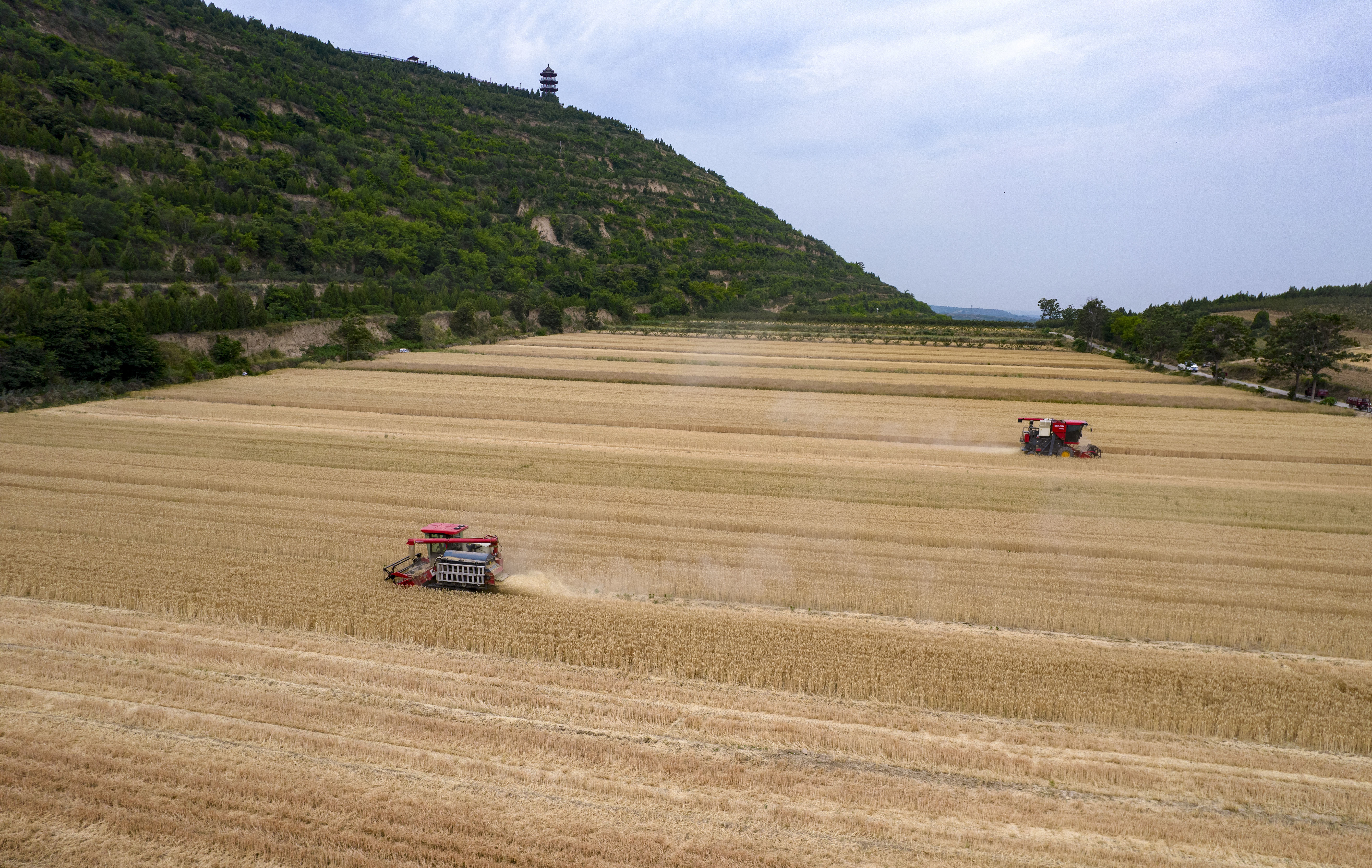 陕西潼关：“关中第一镰”正式“开镰”