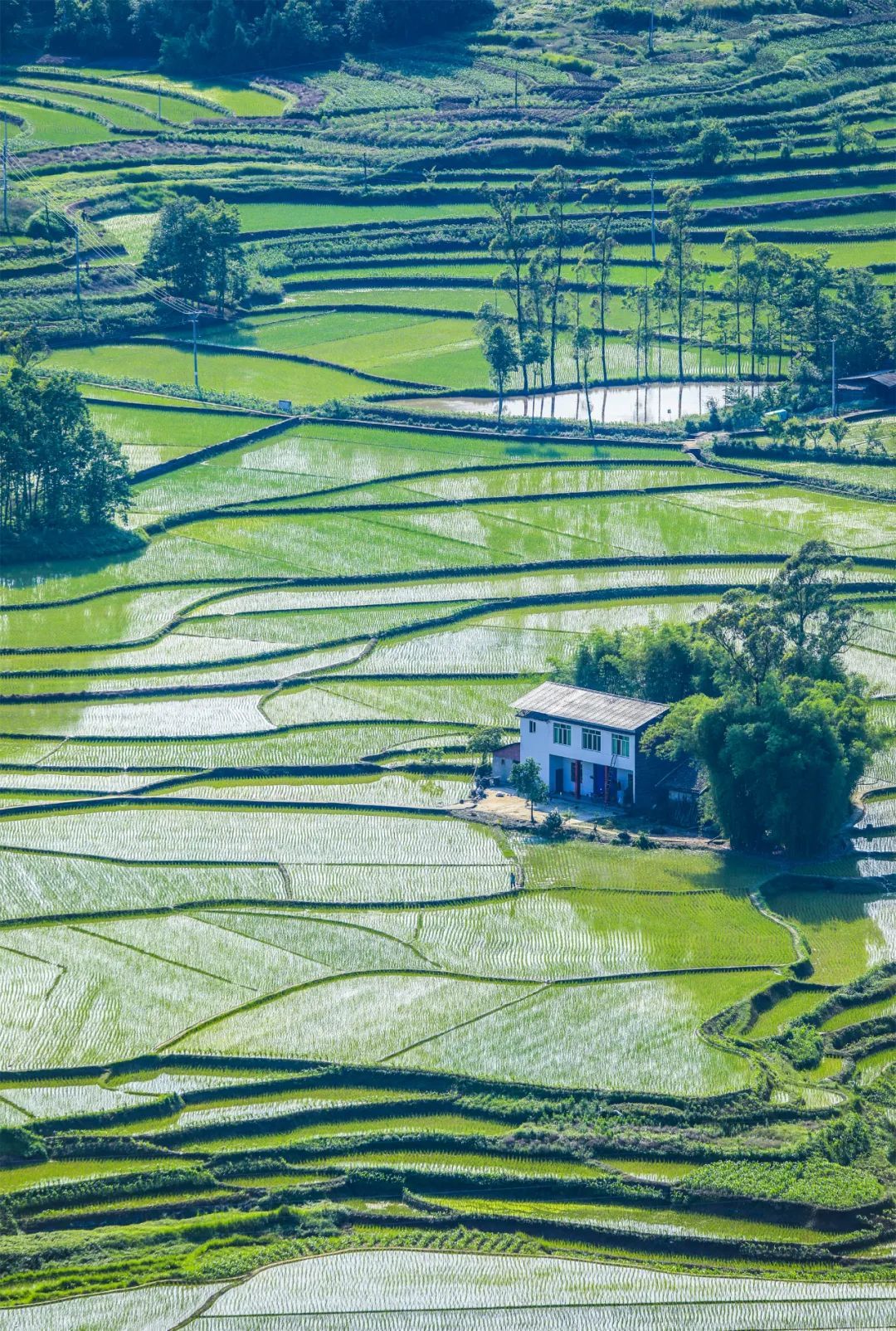 明达镇红八村，绿油油的稻田与村舍交相辉映，美不胜收。