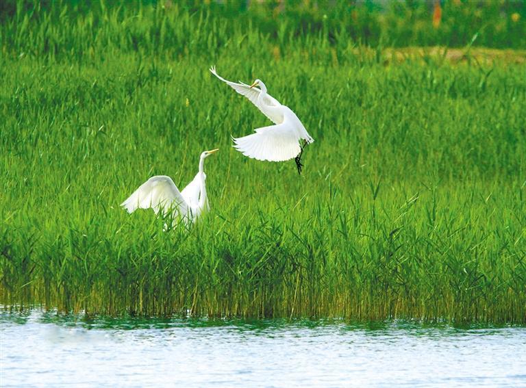 初夏的甘肃张掖国家湿地公园芦苇青青，几只白鹭在绿色的芦苇中时而嬉戏飞翔，时而驻足觅食，成为湿地一道美丽风景。人民网照片