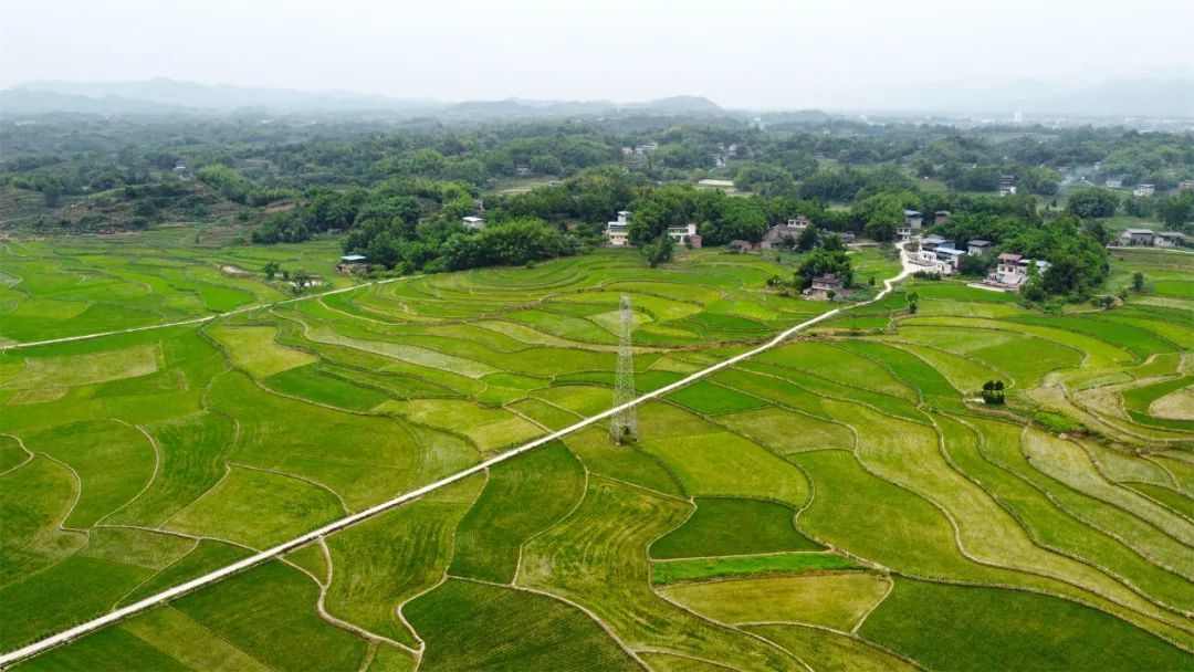 无人机拍摄的屏锦镇桂湾村田园风光。