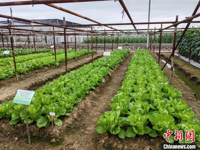 快菜30天可采收逾千个蔬菜新种亮相广州