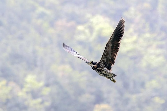 海南虎斑鳽。通讯员供图