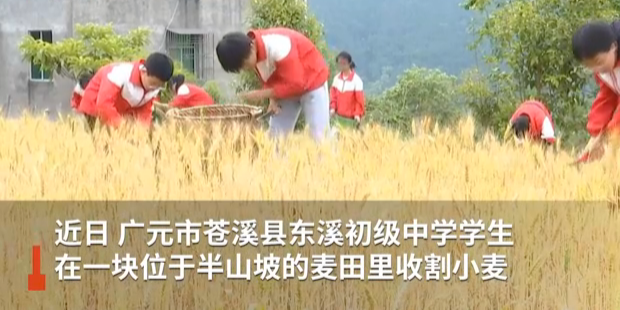 广元一中学垦荒5亩种小麦今年收获，学生自种自收体会劳动不易