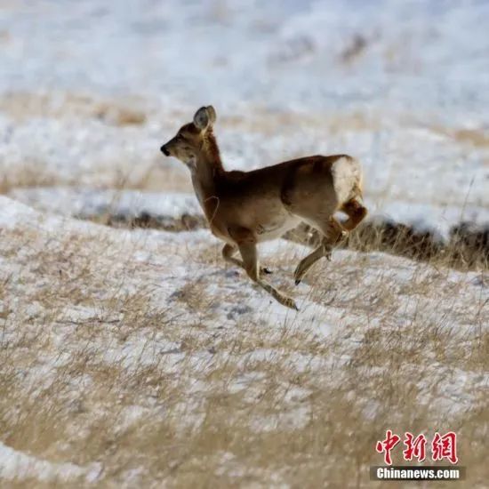 图为狍鹿们在雪地上奔跑 郭正贤 摄