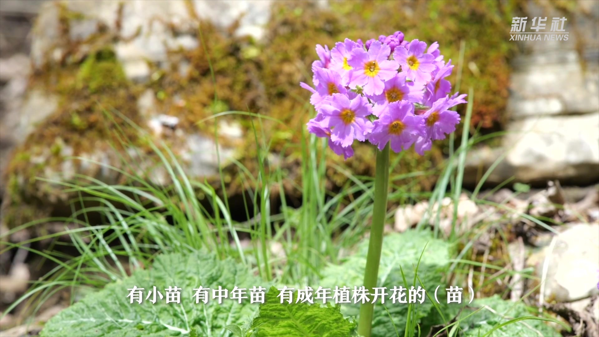 中国特有极危物种川东灯台报春种群生长良好花开正艳