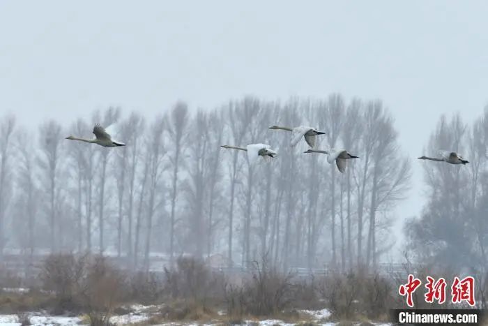 2月6日，甘肃省张掖市高台县黑河河道内，野生大天鹅在雪中起舞。郑耀德 摄