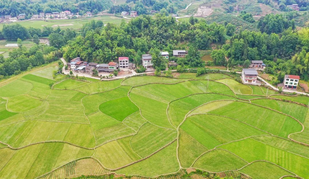 文化镇长春村，连片的稻田宛若一片绿色的“地毯”铺满大地。