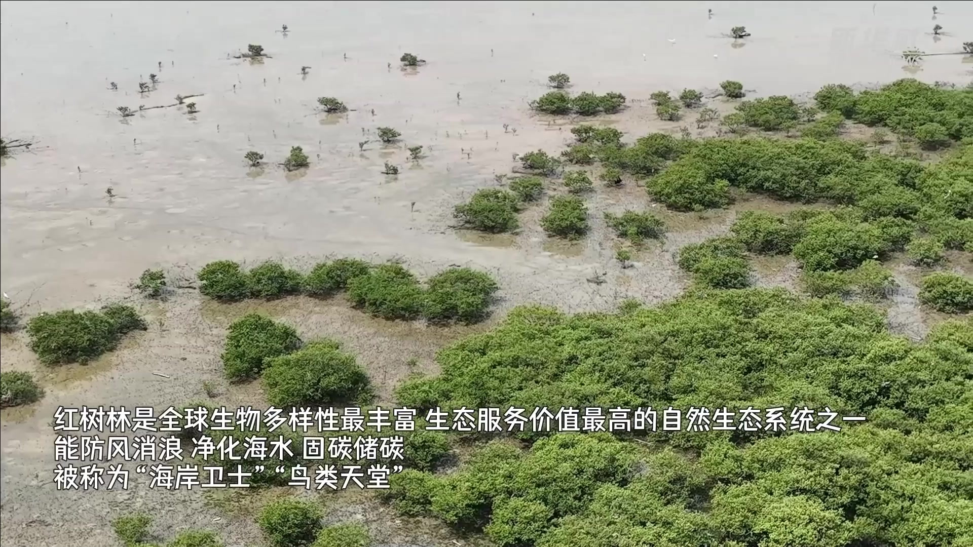 国际生物多样性日｜一起来看红树林里的“动物王国”