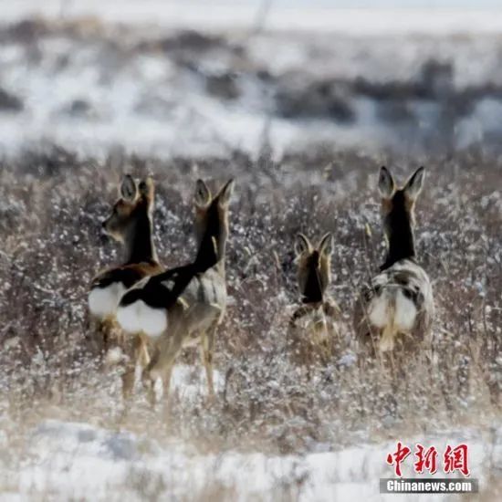 初春的山丹马场，被一层薄薄的春雪覆盖，雪原之上，狍鹿们开启了它们的“狂欢模式”。