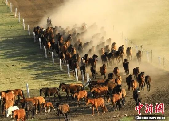 5月19日，一位牧马人赶着马群从山丹马场草原而来，呈现出“万马奔腾”的壮观场面。