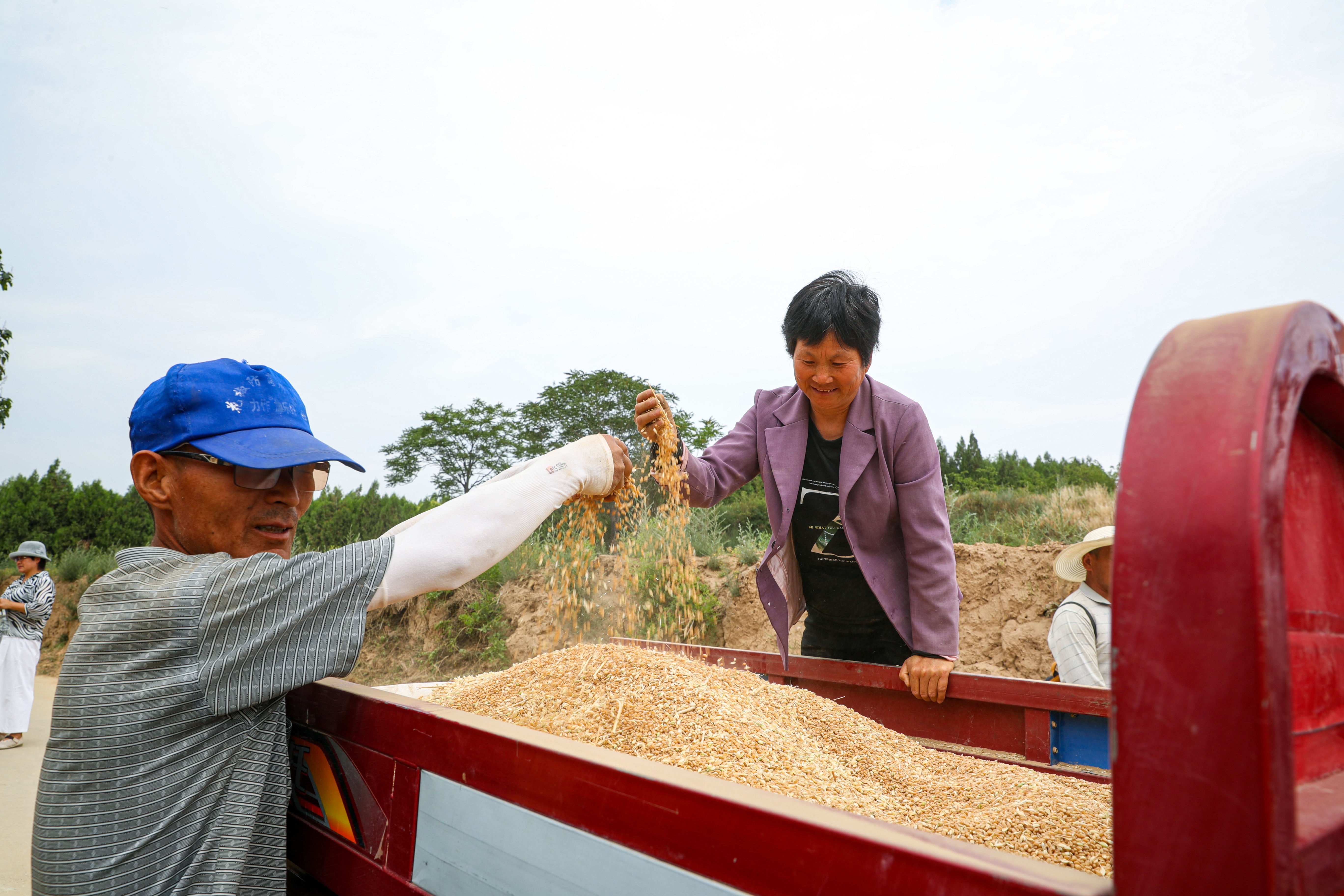陕西潼关：“关中第一镰”正式“开镰”