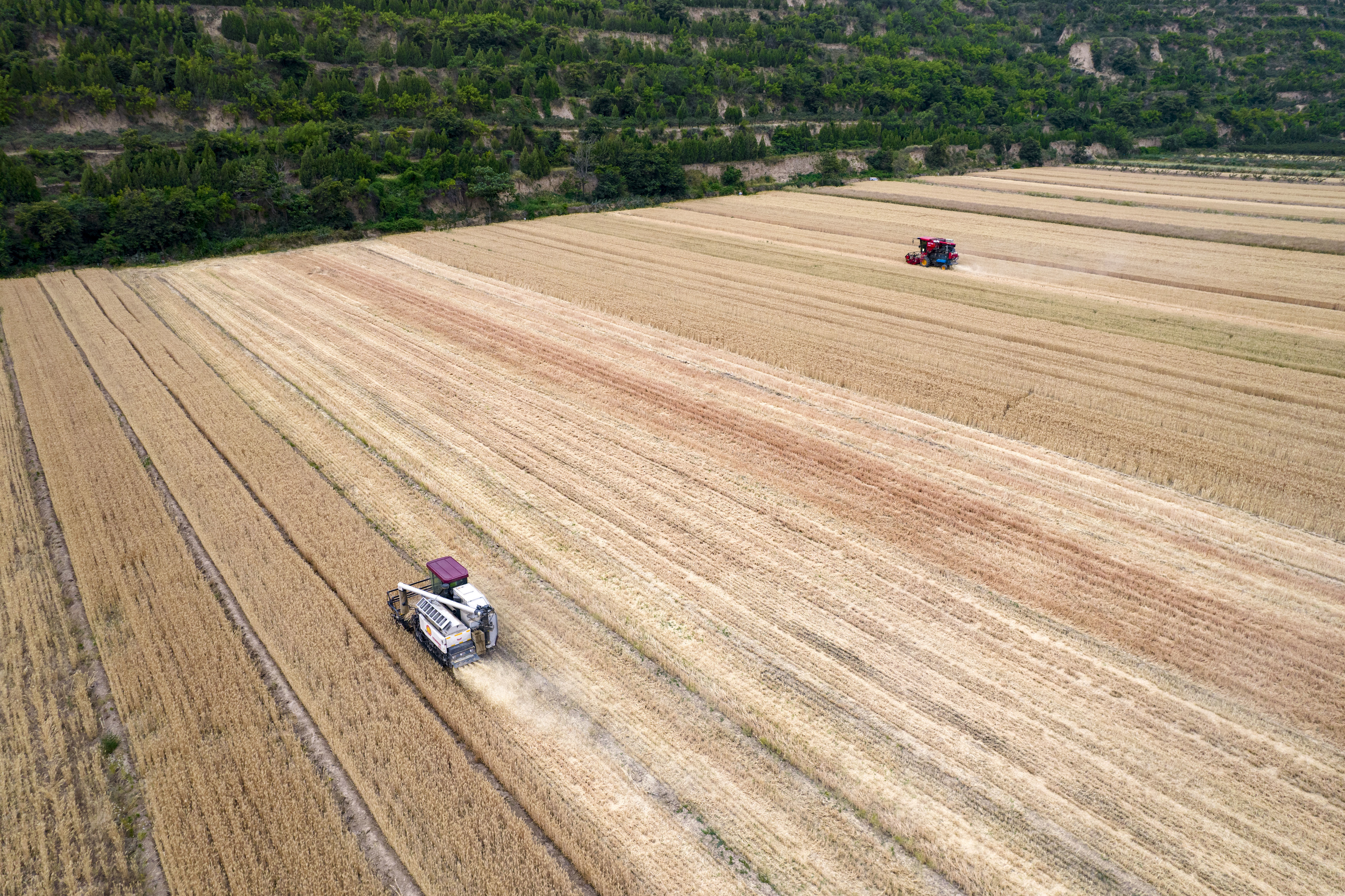 陕西潼关：“关中第一镰”正式“开镰”