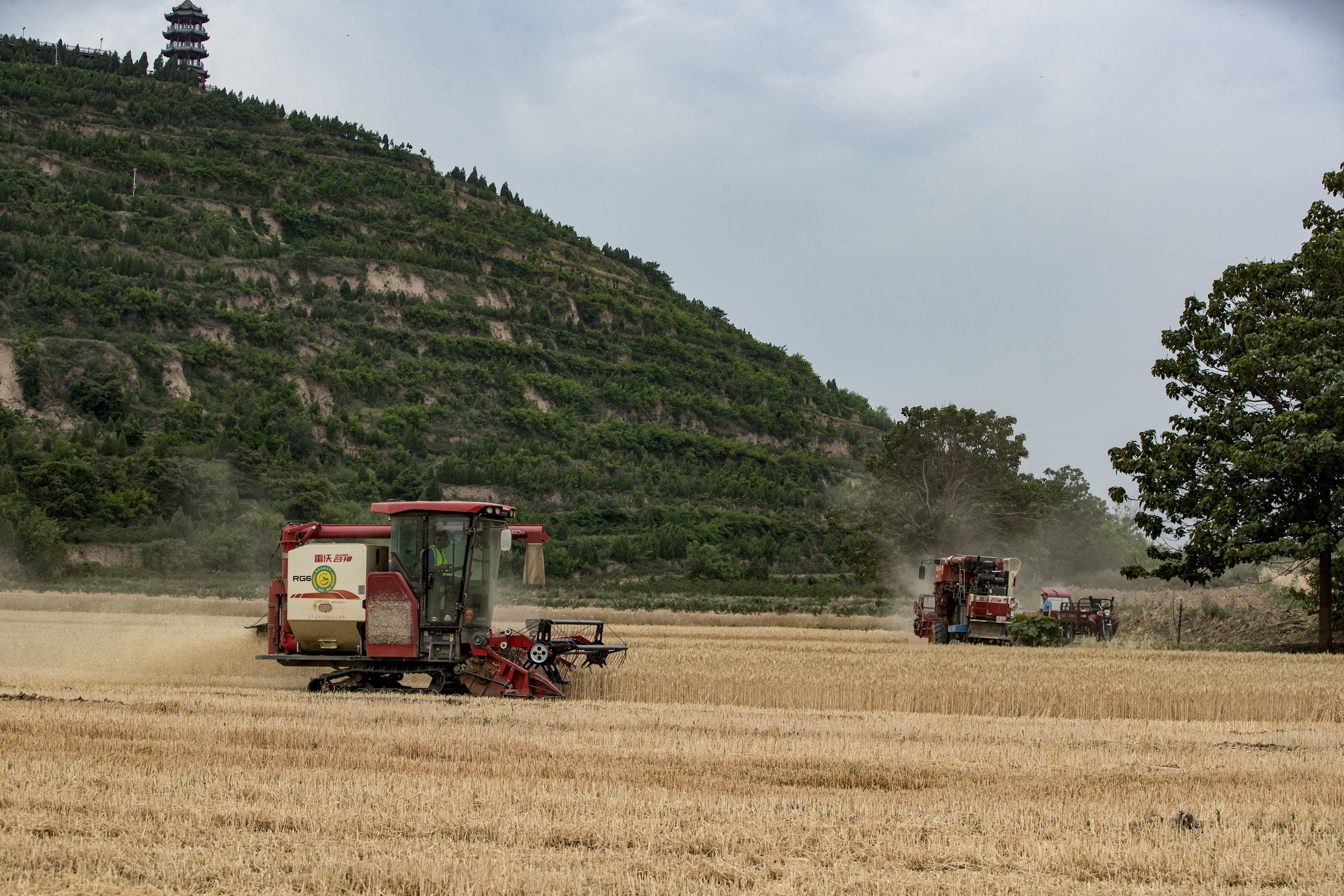 陕西潼关：“关中第一镰”正式“开镰”