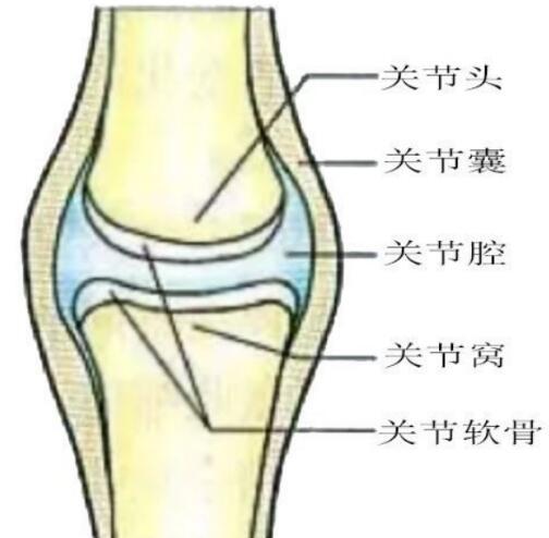 想要预防关节问题，我们首先需要知道关节的结构是怎样的，以及关节问题