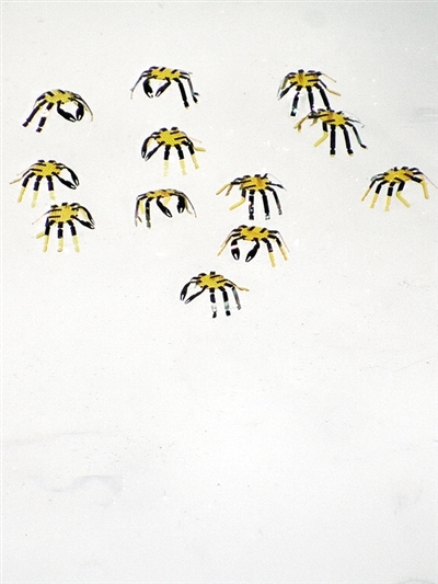 比跳蚤还小，几个微型螃蟹机器人站在一起。图片来源：美国西北大学