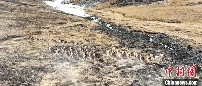 近日，甘肃省张掖市肃南裕固族自治县祁丰藏族乡禁牧区，二百余头西藏野驴排成一排，在草地上奔跑。武雪峰　摄