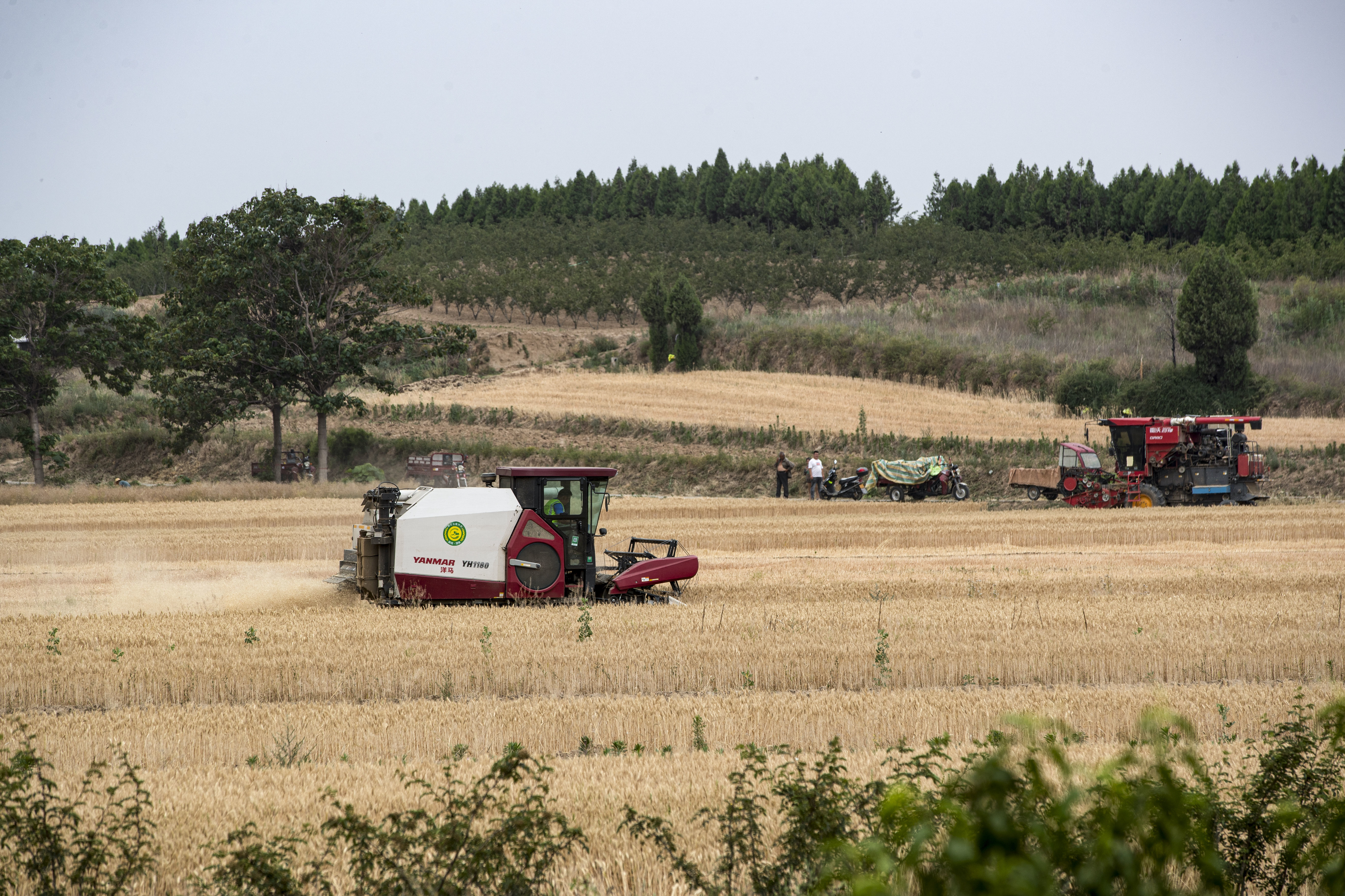 陕西潼关：“关中第一镰”正式“开镰”
