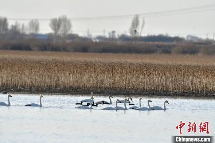 在甘肃省张掖市黑河湿地国家级自然保护区临泽县的鲍家湖湿地内，大批北迁候鸟在此停留。郑耀德 摄