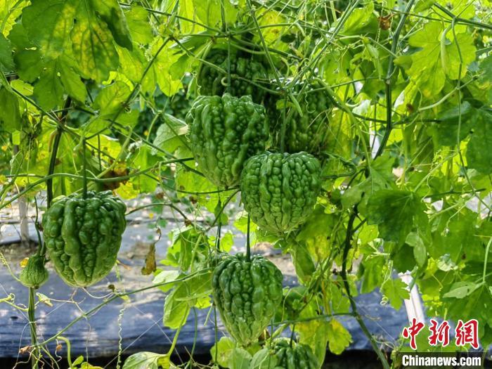 参与展示的瓜类品种 广州市农业农村局 供图