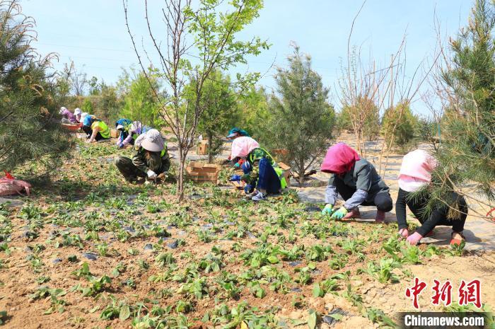 图为工人在位于通渭县城南北两山的青岛生态林栽种植物。　张赛 摄
