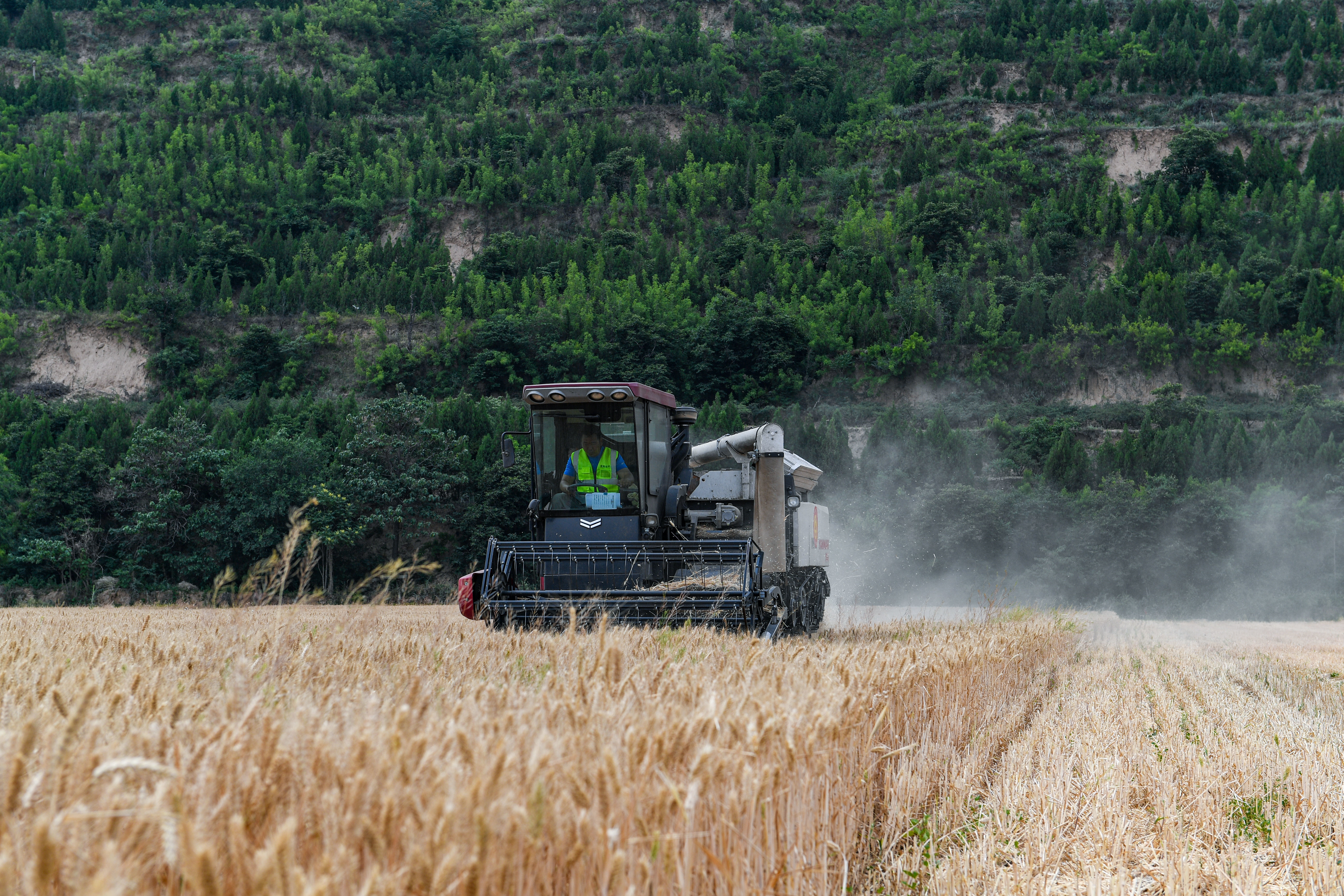 陕西潼关：“关中第一镰”正式“开镰”