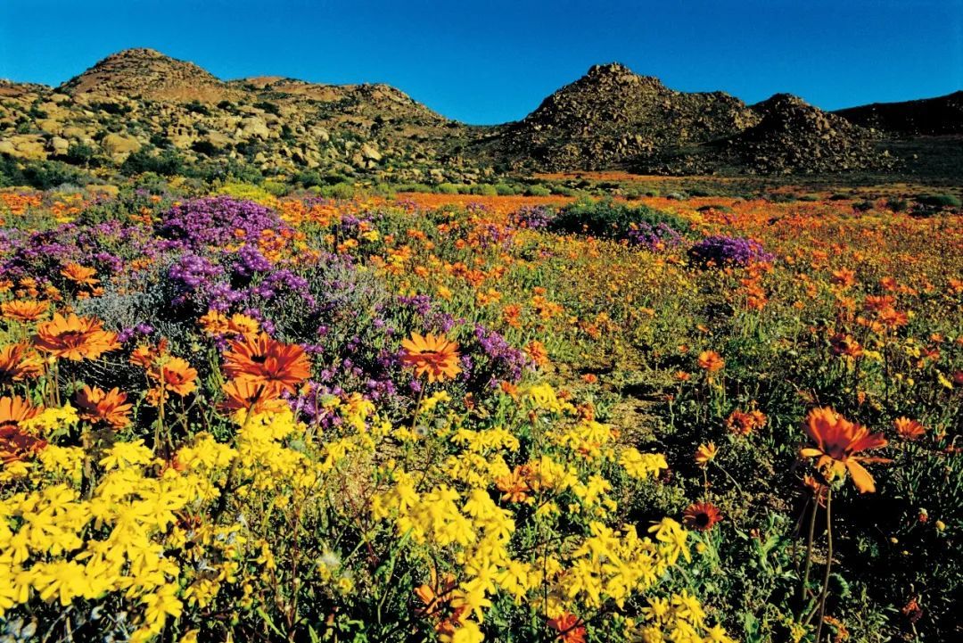南非的开普地区是世界上环境最多样化的地区之一。在开花期，其风景由黄色雏菊橙色雏菊和紫色石楠组成。（《种子与人类文明》内页插图）