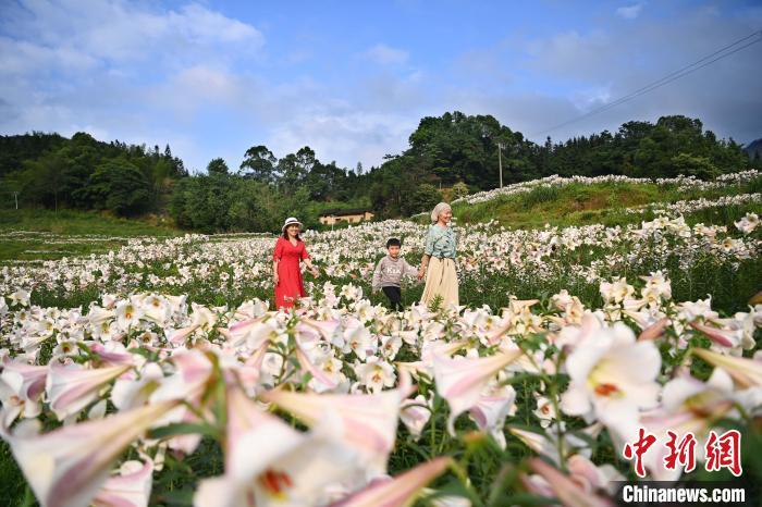 5月29日，游客正在江西省宜春市万载县白水乡老山村百合基地观赏拍照。　邓龙华 摄