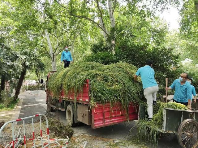 工作人员在转运新鲜的牧草。来源：上海动物园