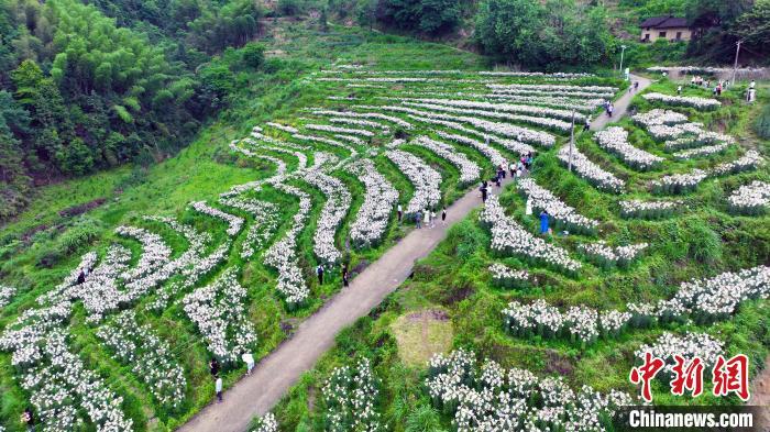 航拍"中国百合之乡"江西省万载县白水乡600多亩百合花盛开. 邓龙华 摄