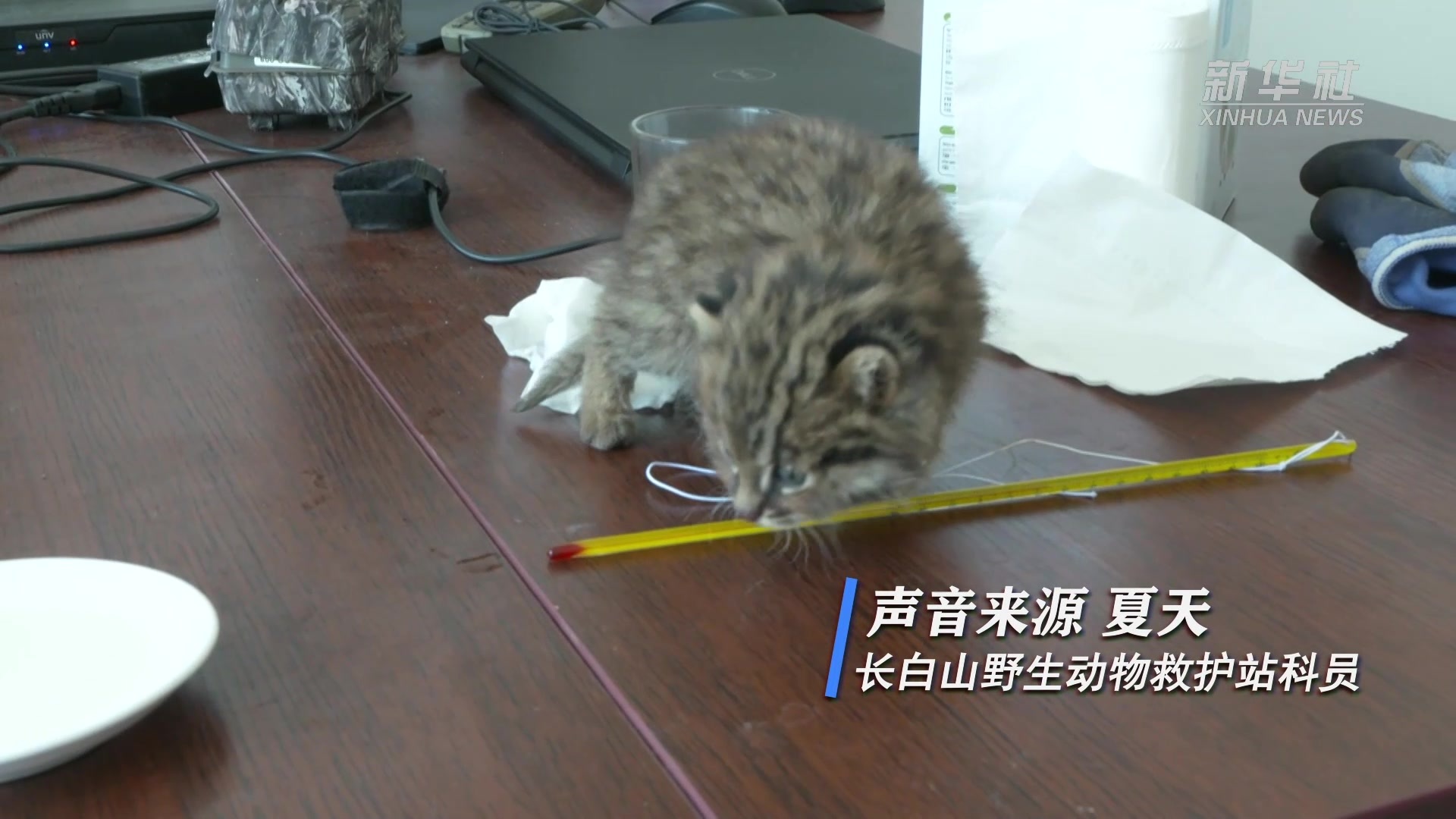 吉林长白山居民捡到超萌豹猫幼崽