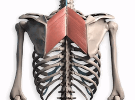 肩胛骨是上肢和躯体之间的桥梁