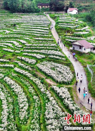 航拍“中国百合之乡”江西省万载县白水乡600多亩百合花盛开。　邓龙华 摄