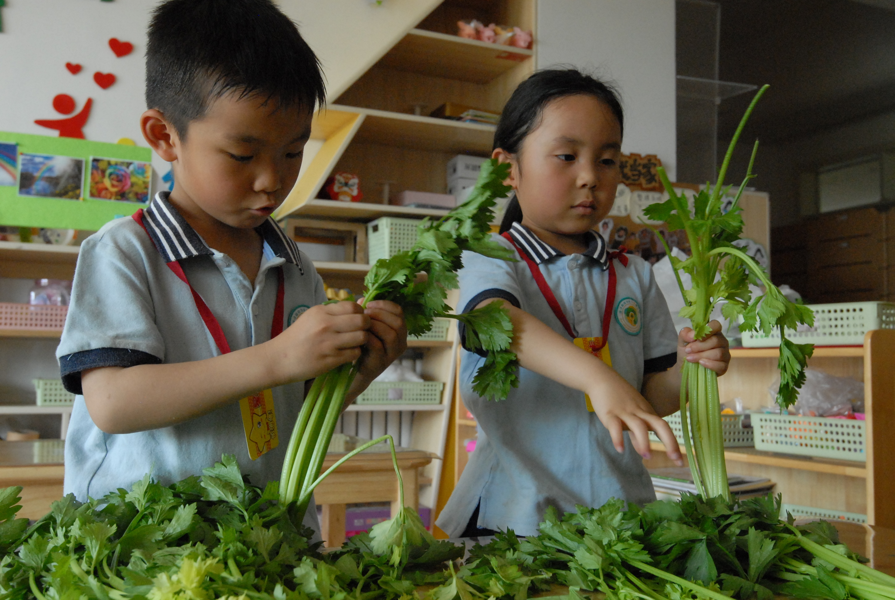 6月1日，山东省青岛市即墨区通济新经济区中心幼儿园的小朋友摘菜叶。