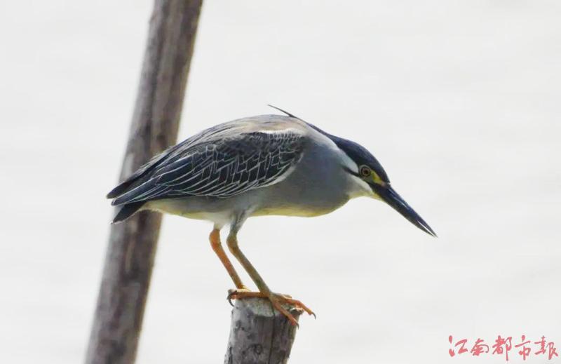 超過30萬隻夏候鳥鄱陽湖度夏(圖)鳳凰網江西_鳳凰網