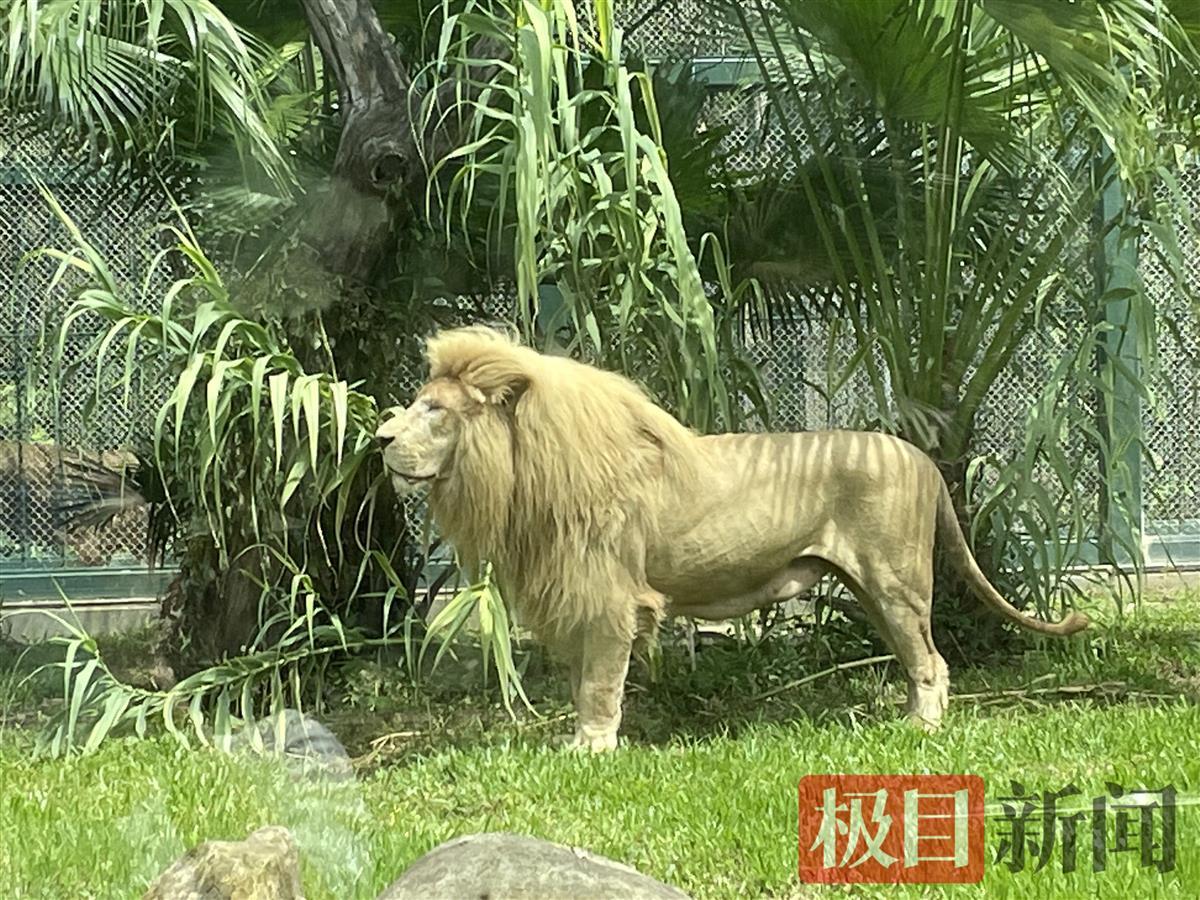 “齐刘海”狮子发型换成了“大背头” 动物园：不是我们剪的-新闻中心-南海网