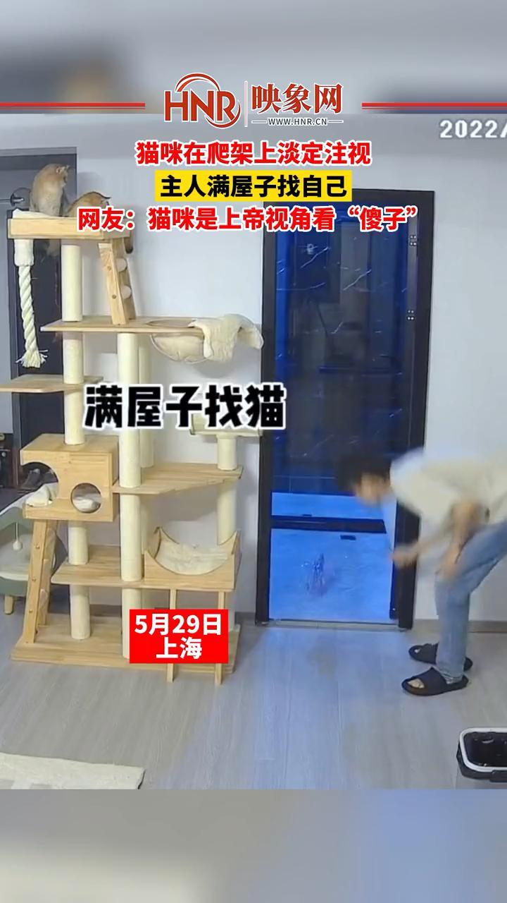 5月29日，上海，猫咪在爬架上淡定注视，主人满屋子找自己，网友：猫咪是上帝视角看“傻子”！#萌宠 #惊不惊喜意不意外 #人类迷惑行为 #上海dou知道 来源：@安东尼有只猫
