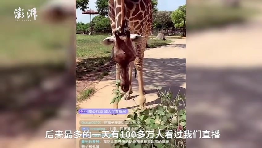 河马要刷牙，老虎会爬树，上海野生动物园的“神奇动物”们直播间圈粉