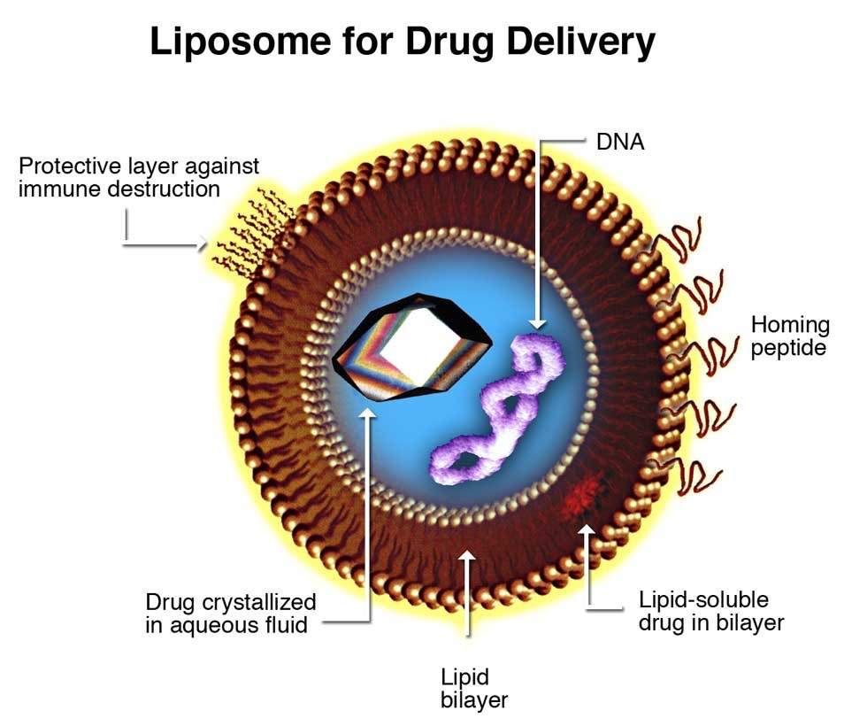 LNP是 脂质 构成的 纳米颗粒 图源：wikimedia