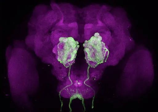 转基因蚊子的大脑的初级嗅觉脑区被荧光标记 赵志磊供图