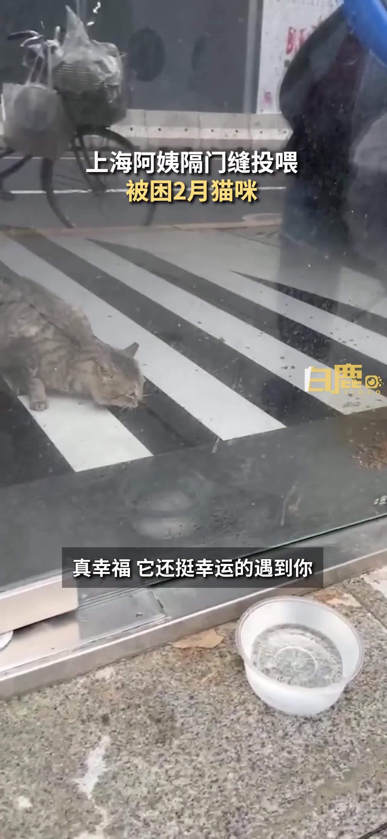 上海阿姨隔门缝投喂被困2月猫咪