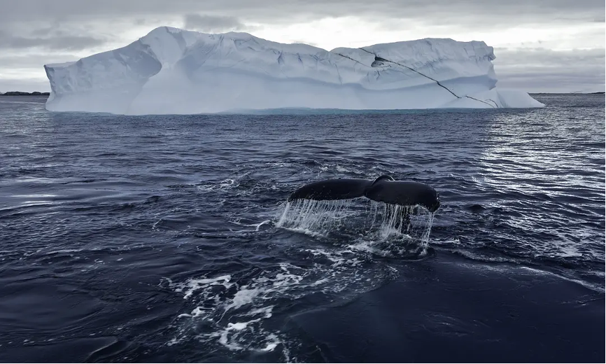 纪录片《鲸鱼的秘密》（2013）剧照。