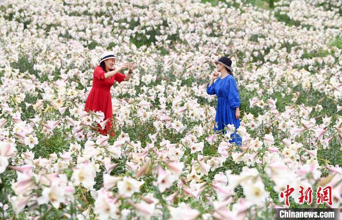 5月29日，游客正在江西省宜春市万载县白水乡老山村百合基地观赏拍照。　邓龙华 摄